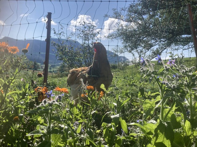 Huhn auf der Wiese im Garten hinter bunten Blumen