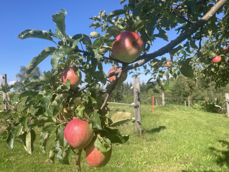 Ast mit roten Äpfel vor grüner Wiese und blauem Himmel