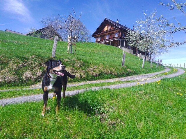 Entlebucher Sennenhund auf Wiese vor Bauernhaus